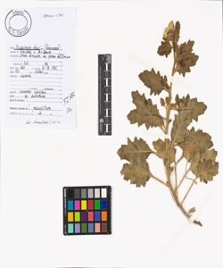 Hyoscyamus albus L.