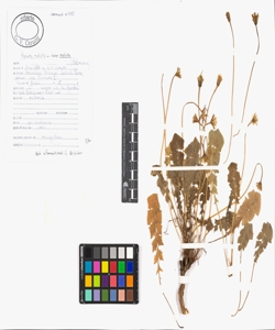 Hyoseris radiata L. subsp. radiata