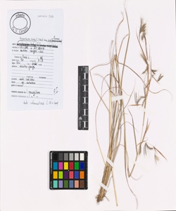 Hyparrhenia hirta (L.) Stapf subsp. hirta