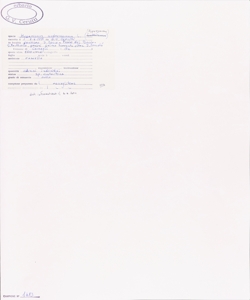 Hypericum androsaemum L.