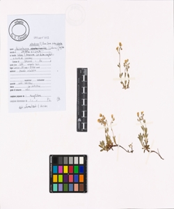 Helianthemum oelandicum (L.) Dum. Cours. subsp. alpestre (Jacq.) Ces.