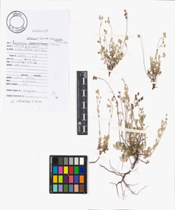 Helianthemum oelandicum (L.) Dum. Cours. subsp. incanum (Willk.) G. L¿pez