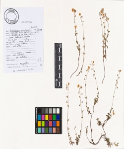 Helianthemum oelandicum (L.) Dum. Cours. subsp. italicum (L.) Ces.