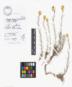 Helichrysum stoechas (L.) Moench