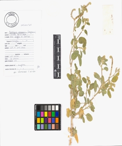 Heliotropium europaeum L.