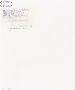 Helleborus foetidus L. subsp. foetidus