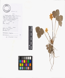 Hepatica nobilis Schreb.