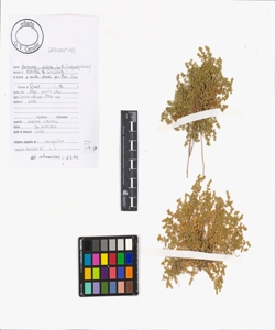 Herniaria glabra L. s.l.