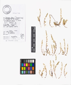 Herniaria glabra L. s.l.