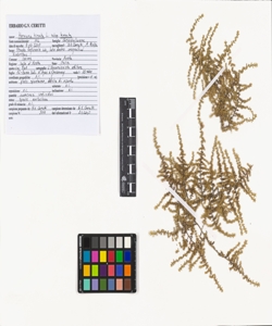 Herniaria hirsuta L. subsp. hirsuta