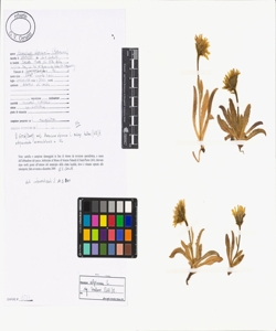Hieracium alpinum L.