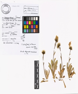 Hieracium alpinum L.