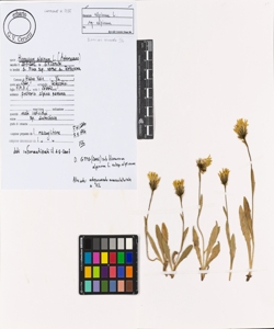 Hieracium alpinum L.