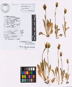 Hieracium alpinum L.