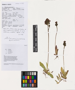 Hieracium aurantiacum L.