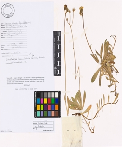 Hieracium lactucella Wallr.