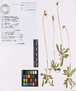 Hieracium lactucella Wallr.