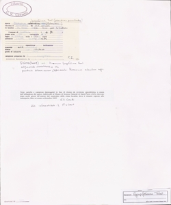 Hieracium lycopifolium Froel. (sabaudum - prenanthoides)