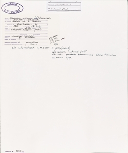 Hieracium murorum L.