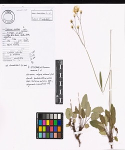 Hieracium murorum L.