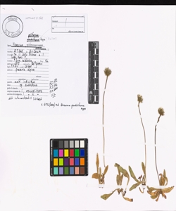 Hieracium piliferum Hoppe