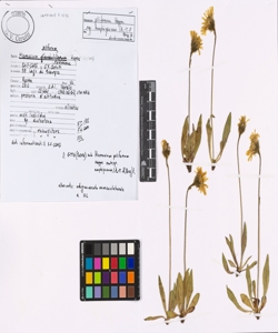Hieracium piliferum Hoppe