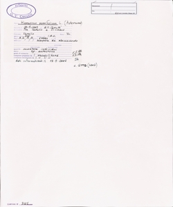 Hieracium porrifolium L.