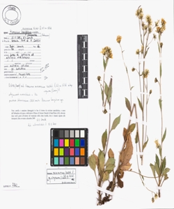Hieracium racemosum Waldst. & Kit. ex Willd.