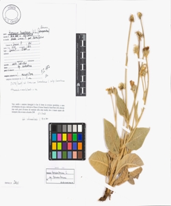 Hieracium tomentosum (L.) L.