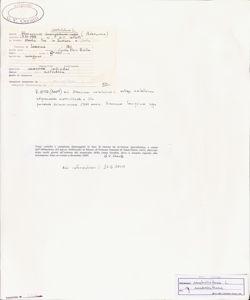 Hieracium umbellatum L.