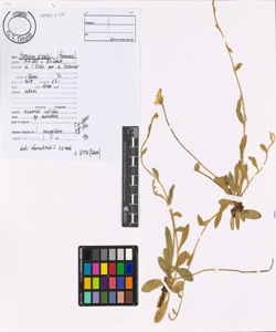 Hieraciun pilosella L.