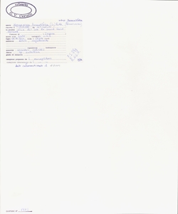 Hugueninia tanacetifolia (L.) Rchb. subsp. tanacetifolia