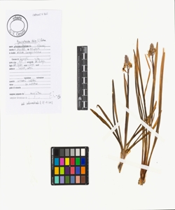 Hyacinthoides italica (L.) Rothm.