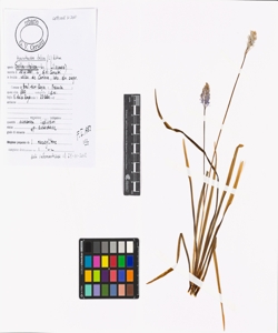 Hyacinthoides italica (L.) Rothm.