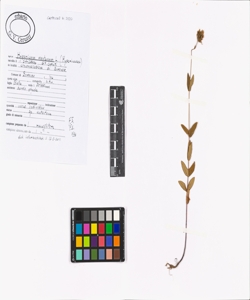 Hypericum montanum L.