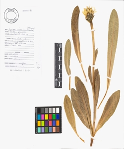 Hypochaeris uniflora Vill.