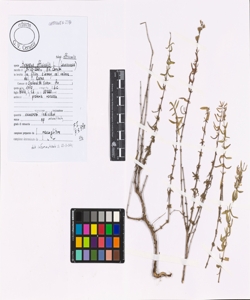 Hyssopus officinalis L. subsp. officinalis
