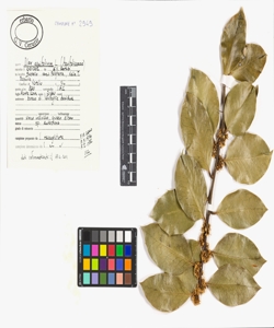 Ilex aquifolium L.