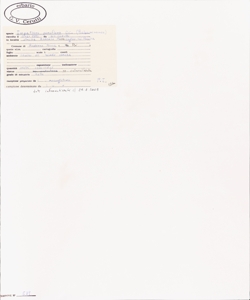 Impatiens parviflora DC.