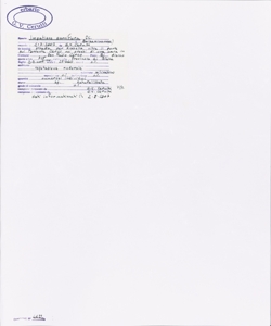 Impatiens parviflora DC.