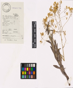 Isatis tinctoria L. subsp. tinctoria
