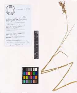 Juncus acutiflorus Ehrh. ex Hoffm.