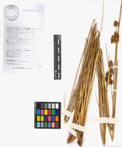 Juncus acutus L. subsp. acutus