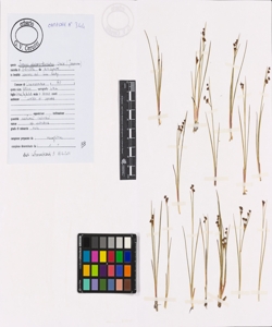 Juncus alpinoarticulatus Chaix