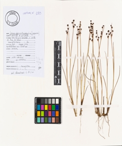 Juncus alpinoarticulatus Chaix