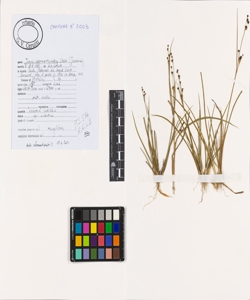 Juncus alpinoarticulatus Chaix