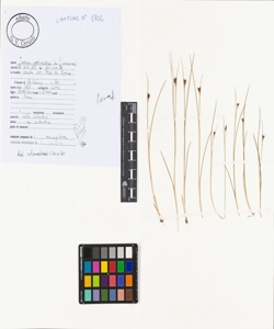 Juncus articulatus L.