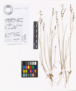 Juncus articulatus L.
