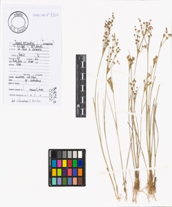 Juncus articulatus L.