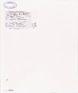 Juncus articulatus L.